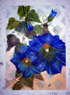 morning glory.jpg (39325 bytes)